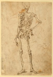 Esqueleto de Unknown artist