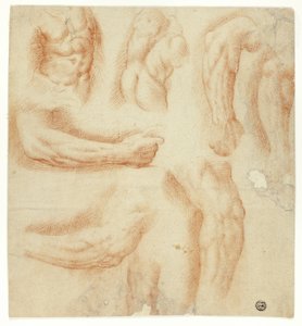 Bocetos de brazos, torso masculino y espalda de Unknown artist