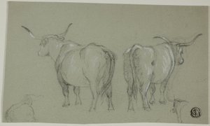 Bocetos de ganado blanco de la Maremma de Unknown artist