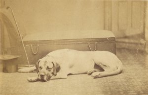 [Sleeping Dog] de Unknown artist