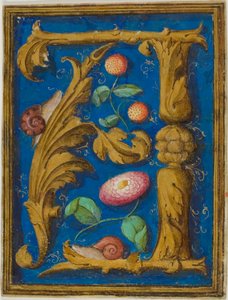 Caracoles, fresas y una flor en una inicial "A" decorada de un manuscrito de Unknown artist