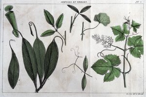 Estípulas y zarcillos: en “Flora Françoise, o una breve descripción de todas las plantas que crecen naturalmente en Francia, dispuestas según un nuevo método de análisis al que adjuntamos la cita de sus virtudes menos equívocas en medicina y su utilidad en de Unknown artist