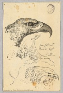 Estudios de dos cabezas de águila y una ala, del águila del Cardenal Bernis de Unknown artist