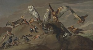 Estudio de las aves de Unknown artist