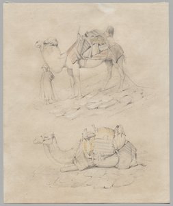 estudio de camellos de Unknown artist