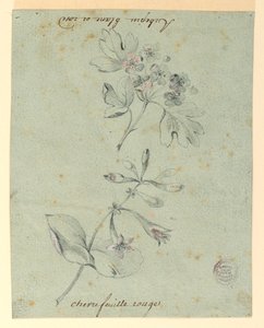 Estudio de una Rama de Espino y Madreselva de Unknown artist