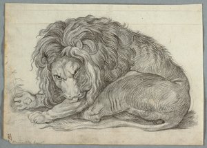 Estudio de un león