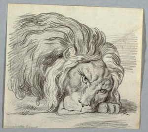 Estudio de un león de Unknown artist