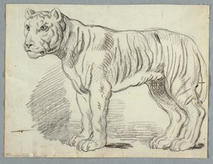 Estudio de un Tigre de Unknown artist