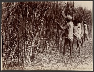 Sugar Cane, Natal de Unknown artist