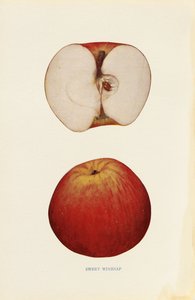 Dulce Winesap de Unknown artist