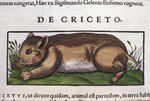 El hámster en Historia Animalium de Conrad Gesner (1516 - 1565), Tiguri