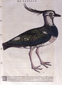 La avefría en Historia Animalium por Conrad Gesner (1516 - 1565), Tiguri de Unknown artist