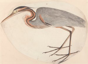 La garza imperial de Unknown artist