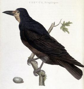El cuervo Frugilegus - tabla de historia natural de Unknown artist