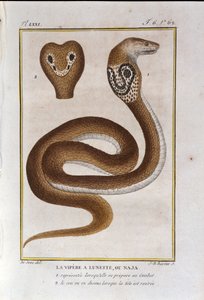 La víbora de bisel o Naja. Lámina tomada de una historia natural de las “Obras de Buffon” por el naturalista Georges Louis Leclerc, Conde de Buffon (1707 - 1788). Siglo XIX de Unknown artist