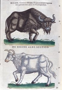 El bisonte y el bisonte blanco de Historiae animalium de Konrad Gesner, Tiguri de Unknown artist