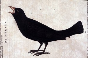 El mirlo después de Historiae animalium de Konrad Gesner, Tiguri
