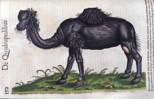 El camello de Historiae animalium por Konrad Gesner, Tiguri