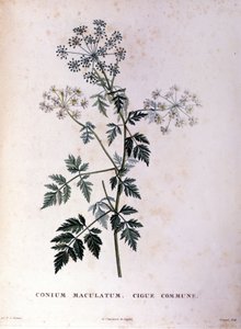 La cicuta común
