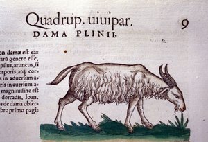 La cabra después de Historiae animalium de Konrad Gesner, Tiguri