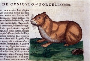El conejillo de indias después de Historiae animalium de Konrad Gesner, Tiguri