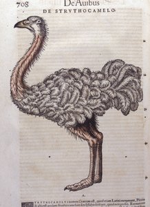 El avestruz - de Historiae animalium de Konrad Gesner, Tiguri de Unknown artist
