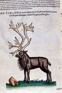 El reno después de Historiae animalium por Konrad Gesner, Tiguri