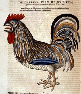El gallo de la Historia Animalium de Conrad Gesner, Tiguri 1560. Biblioteca nazionale Braidense. Milán de Unknown artist