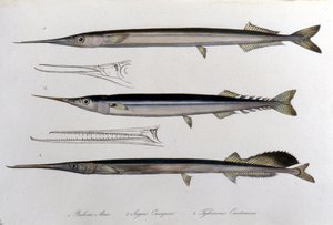 La aguja de mar. Tabla de historia natural. Siglo XIX de Unknown artist