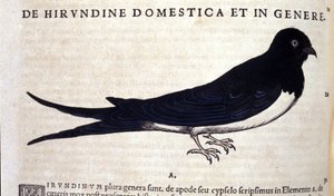 La golondrina después de Historiae animalium de Konrad Gesner, Tiguri