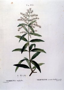 La verbena. Grabado del siglo XIX de Unknown artist