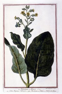 Planta de tabaco (Nicotiana Minor). Tabla botánica de un herbario del siglo XVIII.