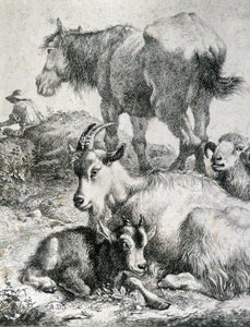 Caballo de tiro, cabra, cabra y carnero - grabado de Unknown artist