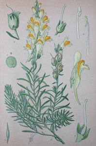Lenteja de sapo verdadera (Linaria), especies vegetales del género, Lenteja de sapo común, Lenteja de sapo común