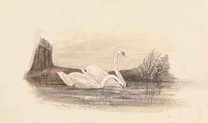 Dos cisnes en un lago de Unknown artist