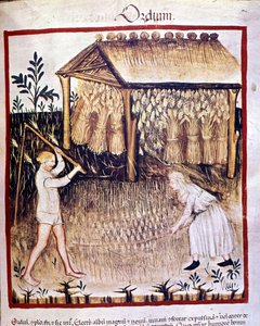 Dos campesinos recuperan la cebada. En el fondo, los fardos de trigo se almacenan bajo un refugio. Iluminación del libro de medicina y dietética “Tacuinum sanitatis” de Unknown artist