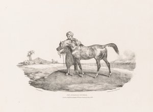 Various Subjects Drawn from Life and on Stone:  An Arabian Horse de Unknown artist