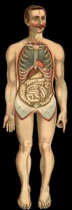 Vista de la cavidad torácica y abdominal desde el frente después de la extracción de la caja torácica y abdominal. (Intestino delgado, estómago, etc.) de Unknown artist