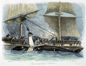 Pesca de ballenas: el despiece