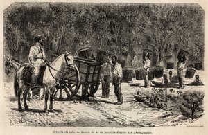 Cuando se recoge el café, los hombres recogen y transportan las pesadas cestas llenas de granos de café, mientras los niños limpian la pulpa que rodea los granos de café. Grabado para ilustrar el viaje a Brasil, historia por M. y Mme Agassiz, en 1865-1866 de Unknown artist