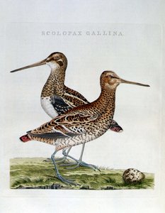 Becadas y huevo (scolopax gallina) - grabado de Unknown artist