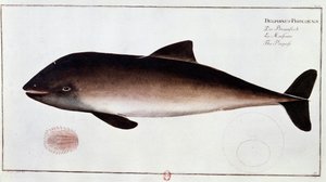 Zoología: tabla que representa un marsopa, mamífero acuático