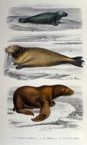 Carta de zoología que representa una foca, una morsa y un león marino. Siglo XIX