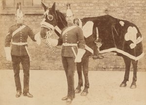 Un caballo del 3º