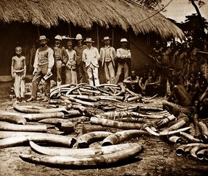 Caza colonial belga de marfil de Unknown photographer