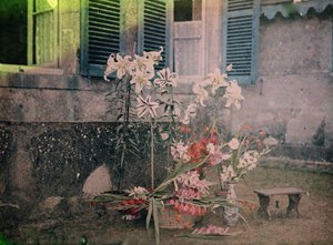Historia de la fotografía: Composición floral de Unknown photographer