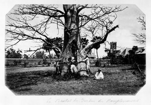 El baobab del jardín de los pomelos, Isla Mauricio - en "Recuerdo de la isla Mauricio" siglo XIX (Henri Bernardin de Saint Pierre (Saint-Pierre o St-Pierre), Paul y Virginia) de Unknown photographer
