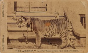 Plassey, el tigre mascota de los Fusileros Reales de Madrás de Unknown photographer
