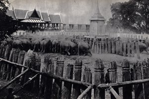 Los elefantes reales de Bangkok de Unknown photographer